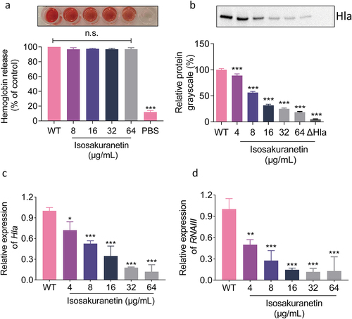 Figure 4. Isosakuranetin regulates the expression of Hla through the agrA system. (a) Isosakuranetin did not affect the neutralizing activity of Hla in S. aureus. (b) Western blotting results showed that isosakuranetin reduced the expression of Hla in the supernatant of S. aureus in a dose-dependent manner. (c) qPCR revealed that isosakuranetin inhibited the transcription of Hla and (d) RNAIII in S. aureus in a dose-dependent manner. * P < 0.05, *** P < 0.001. All experimental data incorporated in this figure were analyzed using GraphPad, with statistical assessments conducted via one-way ANOVA. Grayscale analysis of western blotting results was performed utilizing ImageJ.