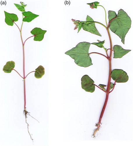 Figure 2. Different branching of buckwheat plants at the stages third leaf (stage 13) and blossoming (stage 50). a, no branches (SD I); b, four branch primordia (SD IV).