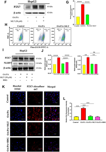 Figure 5 MLT suppressed HFD-induced P2X7 receptor activation and intercellular Ca2+ level. (A) Western blot analysis of P2X7 protein from the liver of different mice groups, (B) The bar graph represents the relative protein expression of P2X7/β actin. (C) The immunofluorescent image represents the P2X7 protein expression in the liver of different mice groups, Scale bar = 50 μm. (D) The bar graph shows the relative fluorescence intensity of P2X7. (E) This data represents intracellular Ca2+ ions in the primary liver cells of different mice groups. (F) Western blot analysis of P2X7 protein from HepG2 cell lysates administered with OA/PA, with or without MLT. (G) The bar graph represents the relative protein expression of P2X7/β actin. (H) The data represents in-vitro intracellular Ca2+ ion levels. (I) the HepG2 cells were treated with known P2X7 inhibitor brilliant blue G (BBG) along with OA/OA and MLT, the Western blot analysis shows P2X7 and NLRP3 protein expression. (J) The bar graph exhibits relative protein expression of P2X7/β actin and NLRP3/β actin. (K) The immunofluorescent image depicts P2X7 protein expression in different groups (Control, OA//PA, OA/PA+MLT, OA/PA+BBG), Scale bar = 20 μm. (L) The bar graph represents the relative expression of P2X7. The values indicate the mean ± SEM (n=3), **P< 0.01, ***P<0.001, ****P<0.0001.