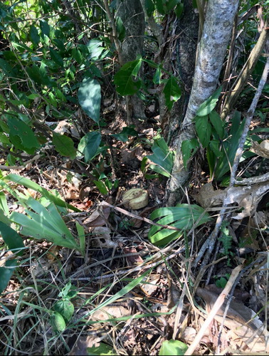 Figure 2. This is a single mine found far from the rest of the Confirmed Hazardous Areas in Santa Helena. It was suspected to be a forgotten mine rather than a minefield. Photo by the author.