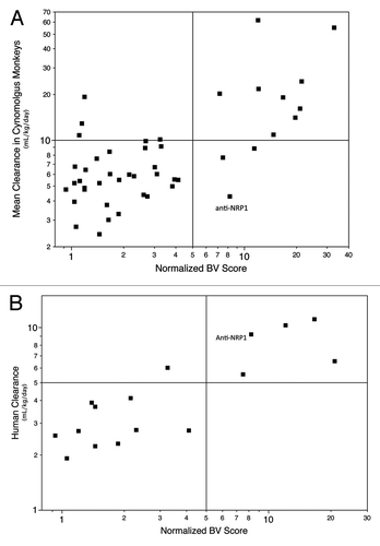 Figure 5. Association of antibody clearance value in (A) cynomolgus monkey and (B) human with normalized BV ELISA score. A BV ELISA score > 5 is associated with increased risk of fast clearance in cynomolgus monkey (ρ = 0.53, n = 45). The BV score was calculated from the mean of 6 determinations; each determination was normalized by dividing by the signal observed for non-coated wells on the same assay plate. Of antibodies with a BV score < 5, 12% have clearance > 10 mL/day/kg in cynomolgus monkey, while clearance exceeds 10 mL/day/kg for 75% of antibodies with BV score > 5. A maximum likelihood estimate for the odds ratio is 19.5 [Fisher’s Exact Test, 95% Confidence Interval (3.3, 165.7)]. The confidence interval suggests a 3.3 to 166-fold increase in the odds of faster clearance for BV > 5; that the interval does not contain 1 implies statistical significance. (B) BV ELISA score > 5 is associated with increased risk of fast clearance in human (ρ = 0.83, n = 16).