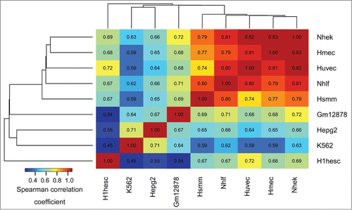 Figure 1. Epigenomic similarity among the ENCODE cell lines. We computed the Spearman correlation coefficient between cell type-specific epigenomic enrichment profiles (Methods). The resulting correlation matrix was clustered using Euclidean/average clustering metrics, and visualized with darker blue/red gradient representing weaker/stronger epigenomic similarity, respectively. Each cell shows the numerical value of the corresponding Spearman correlation coefficient.
