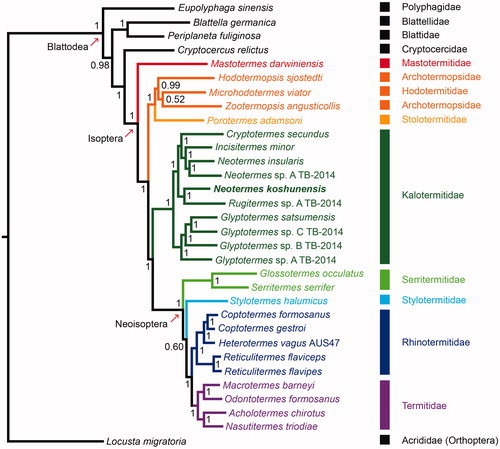 Figure 1. Phylogenetic tree of the 31 Blattodea species and one Orthoptera species was reconstructed based on the sequences of 13 mitochondrial protein-coding genes with Mrbayes v. 3.2.4 (Huelsenbeck and Ronquist, Citation2001) under model GTR + I+G. Value on nodes indicated posterior probabilities. Acholotermes chirotus (KY224688), Blattella germanica (EU854321), Coptotermes formosanus (AB626145), Coptotermes gestroi (NC_030014), Cryptocercus relictus (JX144941), Cryptotermes secundus (KP026283), Eupolyphaga sinensis (FJ830540), Glossotermes occulatus (KP026291), Glyptotermes satsumensis (KP026257), Glyptotermes sp. A TB-2014 (KP026263), Glyptotermes sp. B TB-2014 (KP026301), Glyptotermes sp. C TB-2014 (KP026300), Heterotermes vagus isolate AUS47 (KU925234)), Hodotermopsis sjostedti (KP026259), Incisitermes minor (MG557850), Locusta migratoria (X80245), Macrotermes barneyi (JX050221), Mastotermes darwiniensis (JX144929), Microhodotermes viator (JX144931), Nasutitermes triodiae (JX144940), Neotermes insularis (JX144933), Neotermes koshunensis(in this study), Neotermes sp. A TB-2014 (KP026299), Odontotermes formosanus (KP026254), Periplaneta fuliginosa (AB126004), Porotermes adamsoni (JX144930), Reticulitermes flaviceps (KX712090), Reticulitermes flavipes (NC_009498) , Rugitermes sp. A TB-2014 (KP026284), Serritermes serrifer (KP026264), Stylotermes halumicus (KY449046), Zootermopsis angusticollis (JX144932).