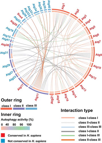 Figure 6. The PPI network of yeast Atg proteins was visualized by Circos [Citation33]. From mentha and BioGRID, we retrieved 63 unique pairs of experimentally identified PPIs among 31 Atg proteins [Citation34,Citation35]. For the arc of the outer ring, different colors denote the Atg protein categories and the lengths are proportional to the number of interacting partners for each Atg. The average autophagy activities of each atg KO mutant during nitrogen starvation are diagrammed in the inner ring. Different interaction types are marked with different colors. Atg proteins conserved or not in H. sapiens are shown in red or blue, respectively.