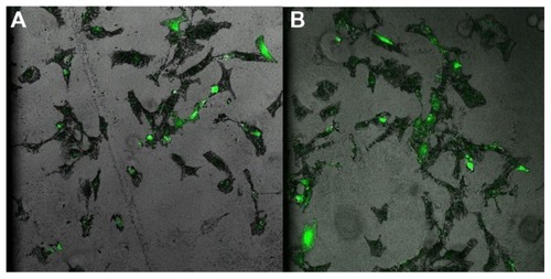 Figure 5 Confocal fluorescent microscopy of Hfob cells transfection with pIRES-EGFP after 24 hours by (A) Lipofectamine™ as the control; (B) PLN.Abbreviations: Hfob, human osteoblast cells; PLN, polymer–lipid nanoparticle.