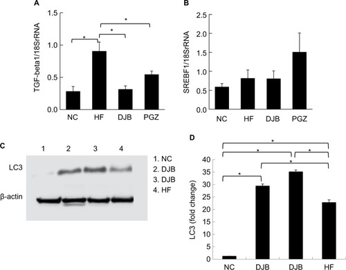 Figure 6 (A) mRNA expression of fibrogenesis gene. TGF-β1 was significantly downregulated by DJB and PGZ. (B) mRNA expression of lipogenesis gene. SREBF-1 was not improved by DJB or PGZ. Each value is expressed as mean ± standard error of the mean (n=6). *P<0.05. (C) DJB increased LC3 expression (lane 1: NC group; lanes 2 and 3: DJB group; lane 4: HF group). The presenting grouping blots [LC3 or β-actin] were cropped from the same field of the same gel. (D) Quantitative evaluation of LC3 expression by fold change. *P<0.05.