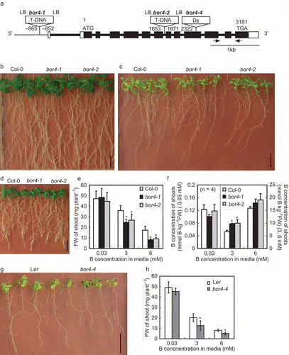 Figure 1 Growth characteristics of Arabidopsis thaliana mutants of BOR4. (a) The exon-intron structures of the BOR4 gene, and schematic representation of insertions of T-DNA in bor4-1, bor4-2 and Ds transposon in bor4-4. Filled boxes, open boxes and thick bars indicate exons encoding a protein, untranslated regions (UTR) and introns, respectively. The arrows indicate the position of the primers for real-time polymerase chain reaction (PCR). (b–d) Growth of wild type Col-0 plants, bor4-1 and bor4-2 under 0.03 mM (b), 6 mM (c), and 0.1 µM (d) boric acid supply. Four-day-old plants grown under 0.03 mM boric acid were transferred to the media containing 0.1 µM, 0.03 mM and 6 mM boric acid and then they were incubated for 14 d. Bars show 10 mm. (e, f) Fresh weights (e) and boron (B) concentrations (f) of aerial portions of bor4-1 and bor4-2. Four-day-old plants grown under 0.03 mM boric acid were transferred to the media containing 0.03, 3 and 6 mM boric acid and then they were incubated for 14 d. Means ± standard deviation (SD) are shown (n = 7–8 for fresh weight, n = 4 for B concentrations). Asterisks show a significant difference compared to wild type Col-0 under the same condition (Student’s t-test, p < 0.05). (g) Growth of wild type Ler plants and bor4-4 under 6 mM boric acid supply. Four-day-old plants grown under 0.03 mM boric acid were transferred to the media containing 6 mM boric acid and then they were incubated for 14 d. A bar shows 10 mm. (h) Fresh weights of aerial portions of bor4-4. Four-day-old plants grown under 0.03 mM boric acid were transferred to the media containing 0.03, 3 and 6 mM boric acid and then they were incubated for 14 d. Means ± SD are shown (n = 8). Asterisks indicate a significant difference compared to wild type Ler under the same condition (Student’s t-test, p < 0.05). FW, fresh weight.