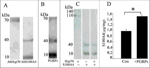 Figure 2. А. Western-blot analysis of CSML-100 surface proteins. В. Western-blot analysis of CSML-100 surface proteins after their interaction with PGRPs. C. Western-blot analysis of recombinant proteins: Hsp70, S100A4, Hsp70 and S100A4 after their interaction with a lymphocyte. А and В. CSML-100 surface proteins were biotinylated; results are visualized using Streptavidin-Horseradish Peroxidase. C. Recombinant Hsp70 and S100A4 are biotinylated; formed complexes are extracted on AbPGRPs-sepharose. D. S100A4 concentration on the CSML-100 cells before and after their stimulation with PGRPs. The S100A4 content in the samples was measured by ELISA. The stimulation was performed by adding 20 ng/ml PGRPs into the CSML-100 incubation medium for 24 hours. Error bars show SEM based on five biological replicates.