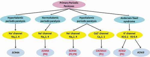 Figure 5. Clinical classification of primary periodic paralyses and the associated gene defects. P1-5:Patient 1–5