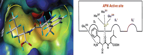 Figure 1.  The binding character of Bestatin with the active site of APN.