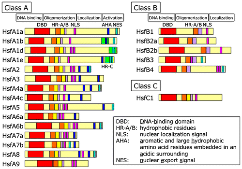 Fig. 2. Diagram of structure of Arabidopsis heat shock transcription factors (Hsfs).