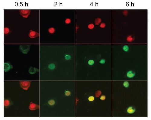 Figure 8 Intracellular distribution of fluorescein isothiocyanate-labeled DNA plasmid/chitosan/polyethylenimine/peptide complexes was observed with a confocal fluorescence microscope in HepG2 cells at 0.5, 2, 4, and 6 hours postincubation.Notes: The upper panel shows the nucleus (red) and the middle panel shows the fluorescein isothiocyanate plasmid (green). The lower panel shows the overlay of the top two panels.