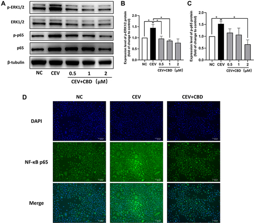 Figure 4 CBD inhibited activation of the MAPK and NF-κB signaling pathways. (A–C) The levels of MAPK- and NF-κB-related proteins of CEVs-stimulated NHEKs in the presence of vehicle or CBD (0.5, 1 and 2 μM) were detected by Western blotting. β-tubulin was used as the endogenous control. (D) Nuclear translocation of NF-κB p65 in CEVs-stimulated NHEKs in the presence of vehicle or CBD (1 μM) was detected by immunofluorescence staining. Scale bar, 100 μm. The data are presented as the mean ± S.E.M. of three independent experiments. *P < 0.05.