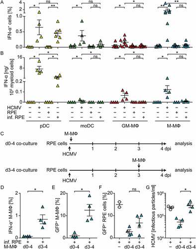 Figure 1. Co-culture of myeloid cells with HCMV-infected RPE cells induces enhanced IFN-α responses by pDC, but not by monocyte-derived cells.