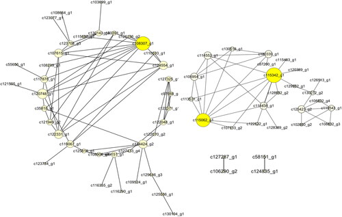 Figure 7. The network of the midnightblue module.