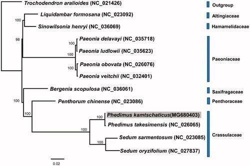 Figure 1. Maximum likelihood tree based on the complete chloroplast genome from 11 representative species of Saxifragales. Trochodendron aralioides (Trochodendraceae) was used as an outgroup and the bootstrap support values >50% are shown in the branches.