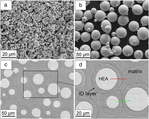 Figure 21. SEM images of the as-milled amorphous Al alloy powder (a), (b), the HEA gas-atomised particles and c) the composite; (d) magnified image corresponding to the area marked by the rectangular in (c), from [Citation81].