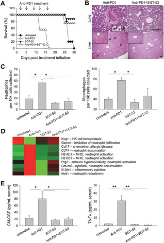 Figure 8. SGT-53 prevents fatal xenogeneic hypersensitivity following repeated anti-PD1 administration in a syngeneic 4T1 breast cancer model. (A) Survival of BALB/c mice bearing 4T1 tumor after repeated dosing with anti-PD1 antibody alone or in combination with SGT-53. Mice received total five injections of SGT-53 and/or five injections of anti-PD1 following the treatment schedule shown in Figure 3A. Arrows indicate the anti-PD1 injection. (B) Representative H&E stains of lungs and livers of mice treated with either anti-PD1 alone or in combination with SGT-53. Arrowheads indicate neutrophilic accumulation. Scale bars, 200 µm. (C) Infiltrating neutrophils (CD11b+F4/80−Gr1hi) and macrophages (CD11b+F4/80+) were assayed in the lung via FACS (n = 4). Infiltrating cells are shown in absolute number of cells per 1 × 104 live cells collected. (D) Heatmap of significantly altered gene expression in tumor tissue from mice treated with anti-PD1 antibody that were reversed in tumor tissue from mice treated with anti-PD1 plus SGT-53. (E) Sera from tumor bearing mice receiving the indicated treatment were collected and analyzed for levels of mouse GM-CSF or TNFα using ELISA (n = 8). Data are shown as mean ± SEM. *p < 0.05, **p < 0.001, 1-way ANOVA with Bonferroni t-test.
