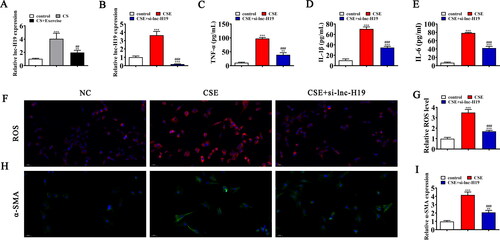 Figure 2. Downregulation lnc-H19 inhibits COPD mediated lung injury. (A) RT-qPCR detection shows the expression of lnc-H19 among normal, CS, and CS + Exercise mice serum. Data are means ± SD. **p < 0.01 vs. control. ##p < 0.01 vs. CS. (B) RT-qPCR detection shows the expression of lnc-H19 in BECs. Data are means ± SD. ***p < 0.001 vs. NC. ###p < 0.001 vs. CSE. (C–E) ELISA detection shows the expression of inflammatory factor TNF-α, IL-1β, IL-6. Data are means ± SD. **p < 0.01, ***p < 0.001 vs. NC. ###p < 0.001 vs. CSE. (F and G) Immunofluorescence detection shows the ROS level in lung tissues. Data are means ± SD. ***p < 0.001 vs. NC. ###p < 0.001 vs. CSE. (H and I) Representative images and quantification of the α-SMA expression in the skin tissue samples in different groups. Data are means ± SD. **p < 0.01, ***p < 0.001 vs. NC. ###p < 0.001 vs. CSE.