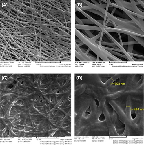 Figure 2. SEM images of the un-crosslinked nanofibrous PHBV mat (A: 5000×, B: 20000×), and the chitosan-crosslinked nanofibrous PHBV mat (C: 5000×, D: 20000×).
