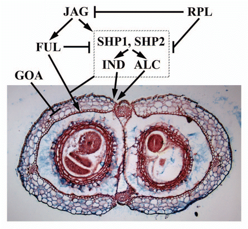 Figure 2 Patterning and growth during Arabidopsis fruit development. SHP1, SHP2, IND and ALC are necessary for patterning cells within the valve margin (vm). FUL represses the expression of these vm genes in the valves and RPL represses these vm genes in the replum. This sets up boundaries for patterning the various tissues of the fruit. JAG and other genes are necessary for proper FUL and vm gene expression. GOA represses fruit growth in the valves and FUL could repress GOA expression in the valves. Figure adapted from Dinneny et al. 2005.