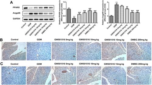 Figure 3 GW501516 increased the expression of PPARδ in GDM rats. The expression levels of PPAR δ and Angptl8 in the pancreas were detected by Western blot (A) and IHC of PPAR δ (B) and Angptl8 (C). n=3, ***p<0.001 vs control; ##p<0.01, ###p<0.001 vs GDM.