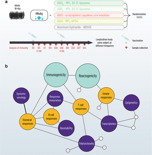 Figure 3: Clinical trial designs comparing different adjuvants formulated with the hepatitis B surface antigen (HBsAg) (panel A) to decipher the mechanisms of action in humans (panel B) [Citation36].