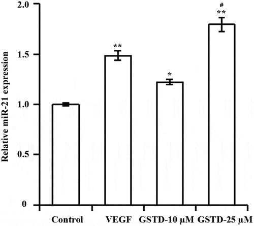 Figure 3. Gastrodin upregulates miR-21 expressionDetermination of miR-21 expression level using qRT-PCR; * p < 0.05; ** p < 0.01 vs. control group. # p < 0.05 vs. GSTD-10 µM group. GSTD, gastrodin