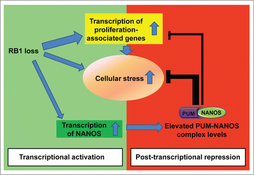 Figure 1. Increased PUMILIO/NANOS activity helps to balance the effects of retinoblastoma protein (RB) loss. RB inactivation leads to a strong upregulation of E2 promoter binding factor (E2F)-dependent transcription and increases cellular stress. In addition, RB loss increases expression of the NANOS RNA-binding protein. NANOS acts with its binding partner, Pumilio (PUM), to repress target mRNAs. PUM/NANOS complexes act on mRNAs of genes with important roles in both stress responses and cell proliferation pathways. In this way, enhanced post-transcriptional regulation by PUM/NANOS counterbalances some of the transcriptional changes associated with RB loss.