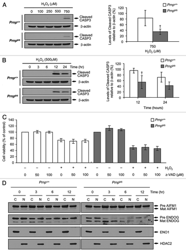 Figure 4. Apoptosis activation in Prnp+/+ and Prnp0/0 cells exposed to H2O2. (A) Cells were incubated with the indicated concentrations of H2O2 for 6 h. (B) Cells were treated with 500 μM H2O2 for the indicated time periods. Cell lysates were subjected to western blot analysis with anti- CASP3 or anti-β-actin antibodies (A and B), and the expression of cleaved CASP3 was quantified using densitometry analysis (right panels). At least 3 independent experiments were used to assess the percentages of cleaved CASP3 expression relative to that of β-actin. †p < 0.05, significant differences between Prnp+/+ and Prnp0/0 cells. (C) Cells were preincubated with the indicated concentrations of zVAD-fmk for 3 h and treated with or without 500 μM H2O2 for 6 h. Cell viability was determined using the WST-1 reagent assay. The data are represented as the percent viability normalized to mock-treated control groups (100%). The data are presented as the means ± SD of 3 independent experiments performed in triplicate. (D) Cells were treated with 500 μM H2O2 for the indicated time periods and fractionated into cytoplasmic and nuclear fractions. Each fraction was analyzed by western blotting with anti-AIFM1, anti-ENDOG, anti-ENO1 (cytosolic fraction markers) and anti-HDAC2 antibody (nuclear fraction marker).