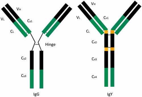 Figure 1. Schematic diagram of IgG and IgY.