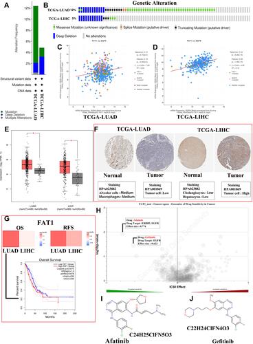 Figure 9 Comprehensive analysis of mutated FAT1. (A) The alteration frequency with mutation type in liver hepatocellular carcinoma (LIHC) and lung adenocarcinoma (LUAD). (B) Summary of alterations in FAT1 expression in LIHC and LUAD. (C and D) Correlation between FAT1 mutation and EGFR mutation in LUAD (C) and LIHC (D). (E) Differential expression levels of FAT1 in LIHC and LUAD, *p < 0.05. (F) Immunohistochemical staining for FAT1 in normal liver and lung tissues as well as LIHC and LUAD tissues using Human Protein Atlas database. (G) The prognostic value of FAT1 in LIHC and LUAD patients. (H) Genomics of cancer drug sensitivity. (I and J) The chemical formula and structural formula of Afatinib (I) and Gefitinib (J).