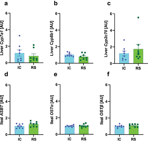 Figure 4. mRNA expression of hepatic bile acid producing enzymes and ileal bile acid transporters were not changed by RS supplementation. a) Cyp7a1, b) Cyp8b1 and c) Cyp2c70 mRNA expression in liver collected after 2 months of IC or RS feeding. d) Asbt, e) Ostα, and f) Ostβ mRNA expression in ileum collected after 2 months of IC or RS feeding. Data presented as mean ± SEM, n = 8 per group.