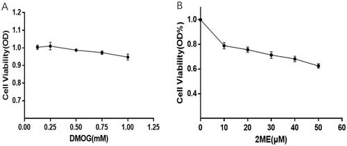 Figure 2. CCK8: effects of HIFs stabilizers and inhibitors at different concentrations on cell activity. (A) MC3T3-E1 cells were added with DMOG and incubated for 12 h. (B) MC3T3-E1 cells were added with 2ME and incubated for 12 h.