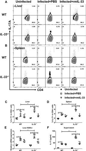 Figure 6 IL-33 deficiency leads to increased proportion and function of Th17 in murine schistosomiasis japonica. WT and IL-33−/− mice were divided into uninfected group, infected plus rmIL-33 group and infected plus PBS group. Each mouse in the infected groups was infected with 20 cercariae through shaved abdominal skin. Mice in the infected plus rmIL-33 group were intraperitoneally injected with exogenous rmIL-33 (dissolved in sterile PBS solution) from the 4th week to 8th week post infection, with the total 5 μg of rmIL-33 per mouse. The mice in the infection plus PBS group were simultaneously given the equal volume of PBS. At the 8th week post infection, all mice were sacrificed. The liver, spleen and peripheral blood were collected. The proportion of IL-17A+T cells in CD4+ T cells in liver (A and C) and spleen (B and D) of mice. (E) The mRNA expression level of Th17 specific transcription factor RORγt in liver and (F) The concentration of IL-17 in splenic supernatant. Data are expressed as means ± SEMs based on 6 mice in each group and from 2 independent experiments. Asterisks mark significant differences among different groups (*P < 0.05, **P < 0.01, ***P < 0.001).