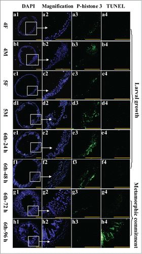 Figure 4. Examination of midgut cell proliferation and PCD from 4th instar to 6th instar based on immunohistochemistry analysis. Panels a1 to h1, DAPI staining showing the nuclei of midgut cells; a2 to h2, magnification of a1 to h1; a3 to h3, phospho-histone 3 detection using the antibody and goat anti-mouse IgG Alexa-Fluor 488 (green) showing cell proliferation; a4 to h4, TUNEL staining showing the midgut PCD. Bar indicates 50 μm.