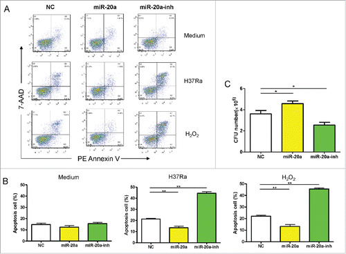 Figure 2. MiR-20a-5p regulates cell apoptosis to control mycobacterial infection. (A) THP-1 cells were infected with miR-20a-5p, miR-20a-5p-inh, and NC lentivirus, GFP+ cells were sorted and differentiated into macrophages, which were then incubated without (upper panel) or with H37Ra for 8 hs (middle panel) or H2O2 for 30 mins (lower panel), and cells were stained with PE-labeled Annexin V and 7-AAD. Flow cytometric plots demonstrate that no difference was observed in the rate of apoptotic cells at basal level, but after H37Ra or H2O2 stimulation, a lower percentage of apoptotic cells were observed in THP-1 cells overexpressing miR-20a-5p, and higher percentage when miR-20a-5p was inhibited. (B) ANOVA/Newman-Keuls multiple comparison test was used to compare the difference of apoptosis rate among various groups. (C) GFP+ THP-1 cells were sorted after lentivirus infection and differentiated into macrophages, then cells were infected with H37Ra at a MOI of 10, and 3 d later, the cell lysates and culture supernatants were collected to determine CFU. ANOVA/Newman-Keuls multiple comparison test was used to compare the difference among all groups. * P < 0.05, ** P < 0.01.
