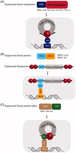 Figure 7. Modulating Sleeping Beauty target site specificity. Strategies to increase target site specificity of Sleeping Beauty integration. (A) Fusing a DNA-binding domain (DBD) (dark blue) to the N-terminus of the SB transposase (red). The affinity of DBD to DNA-binding domain region (DBDR) could direct transposon integration. (B) Co-delivery of a fusion construct with two DBDs, where DBD1 (cyan) binds an engineered region in the transposon (DBD1R, cyan), while DBD2 (orange) recognizes a genomic target sequence (DBD2R, orange). (C) Alternatively the SB system can be co-delivered with a a fusion protein, where a DBD (brown) is fused to an N-terminal, SB transposase derived peptide, N57 (green), a natural interaction partner of the full-length SB transposase. A color version of the figure is available online (see color version of this figure at www.informahealthcare.com/bmg).