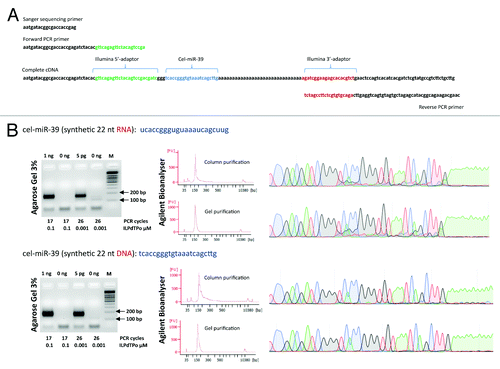 Figure 2. (A) The structure of cDNA prepared using adaptor sequences for the Illumina sequencing platform. Note, the absence of sequence complementarity between PCR primers and terminal adaptors allowing pre-amplification of the cDNA library without prior purification of the first cDNA strand. (B) Electropherogram obtained after 3% agarose gel electrophoresis of amplified DNA libraries obtained from 1 ng (or 5 pg) of either synthetic cel-miR-39 RNA or DNA molecules. The number of PCR amplification cycles and the concentration of reverse poly(dT) primer are indicated below each electropherogram. In addition, Agilent Bioanalyser (High Sensitivity DNA chips) and automated Sanger sequencing were used to estimate the purity of DNA libraries after the column purification step (upper chromatogram) and additional gel extraction step (lower chromatogram). Agilent Bioanalyser data and Sanger chromatograms shown only for 5 pg RNA and DNA inputs.
