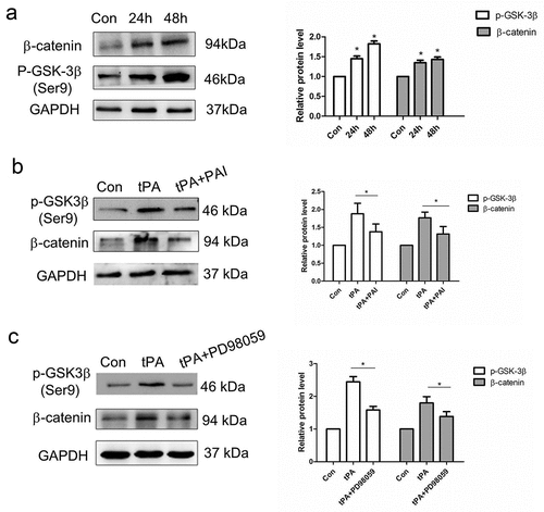 Figure 3. The effect of tPA on Wnt/β-catenin signaling pathway. (a) Primary lung fibroblasts were treated with 20 nM tPA for different periods of time and the expression levels of phospho-GSK-3β (Ser9) and β-catenin were assessed by western blot. (b) Primary lung fibroblasts were pretreated with tPA inhibitor PAI (5 nM) for 1 h and subsequently exposed to tPA (20 nM) for 48 h, then subjected to western blot for p-GSK-3β (Ser9) and β-catenin. (c) Primary lung fibroblasts were pretreated with inhibitor PD98059 at 20 μg/ml for 1 h and subsequently exposed to tPA (20 nM) for 48 h; expressions of p-GSK-3β (Ser9) and β-catenin were assessed by western blot