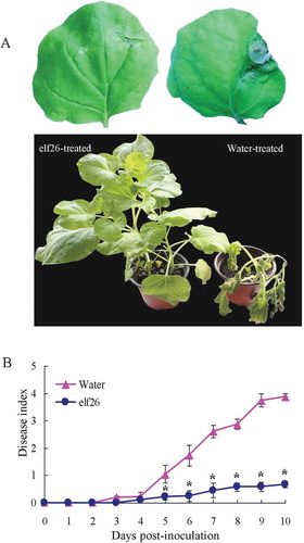 Fig. 6 (Colour online) Resistance to Ralstonia solanacearum FJ1003 of Nicotiana benthamiana plants after elf26 treatment. (a) Representative images of leaves and plants were captured at 4 and 10 days post-inoculation, respectively. (b) Disease index of N. benthamiana plants pre-treated with elf26 before infection with R. solanacearum FJ1003, with water pre-treatment as a control. Means ± SE from four biological replicates are shown. The statistical significance shown is relative to the control (water), *P < 0.05.