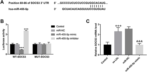 Figure 5 SOCS3 is a target gene of miR-455-5p. (A) The binding sites between miR-455-5p and SOCS3. (B) Luciferase activity of cells in different groups. (C) Levels of SOCS3 in different cell groups. ***Means P < 0.001 when compared with the HC group; &&&Means P < 0.001 when compared with the ox-LDL group.