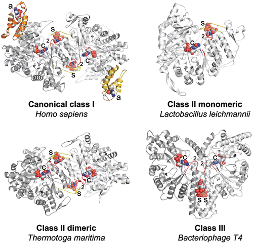 Figure 2.  Structures of catalytic subunits from different RNR classes with bound nucleotides highlighted. The a-sites, s-sites, catalytic sites and loop 2 are indicated by the labels a, s, c and 2, respectively. The ATP cones in each α subunit of the human class I enzyme are shown in orange or gold, respectively, whereas it is absent in the representatives from the other classes. Loop 1 and loop 2 are coloured in yellow and red, respectively.