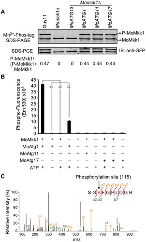 Figure 7. MoMkk1 is phosphorylated by MoAtg1 under overexpression of MoATG1, MoATG11, or MoATG17 conditions. (A) In vivo phosphorylation analysis of MoMkk1. MoMkk1-GFP proteins treated with phosphatase inhibitors were separated by Mn2+-Phos-tag SDS-PAGE and normal SDS-PAGE, respectively, and detected by the GFP antibody. The extent of MoMkk1 phosphorylation was estimated by calculating the amount of phosphorylated-MoMkk1 (P-MoMkk1) compared to the total amount of MoMkk1 (the numbers underneath the blot). (B) In vitro phosphorylation analysis by the fluorescence detection in tube (FDIT) method. Purified proteins of GST-MoMkk1, His-MoAtg1, His-MoAtg11, His-MoAtg17 were used for protein kinase reaction in the presence of 50 μM ATP in a kinase reaction buffer and then dyed with Pro-Q® Diamond Phosphorylation Gel Stain. Fluorescence signal at 590 nm (excited at 530 nm) was measured in a Cytation3 microplate reader (Biotek, Winooski, VT, USA). Asterisks denote statistical significances (p < 0.01). (C) MoMkk1 phosphorylation peptide (SGSFGPLDGR) in the Momck1∆/MoATG1 strain expressing MoMKK1 was identified by mass spectrometer analysis and the phosphorylated site was Ser-115.