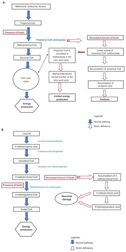 Figure 3 (A) Possible mechanism explains retinal ganglion cell apoptosis and acidosis in biotinidase deficiency. (B) Possible mechanism describes neuronal damage.