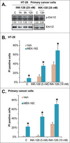 Figure 4. Erk inhibition enhances INK-128-induced cytotoxicity in colorectal cancer cells. HT-29 or primary colorectal cancer cells were treated with INK-128 (25 nM) for indicated time, regular and phospho (p)-Erk1/2 were tested (A). HT-29 or primary colorectal cancer cells were treated with INK-128 (5 and 10 nM), or with MEK-162 (25 nM) for 72 h, cell death was tested by PtdIns staining (B and C). Data were expressed as mean ± SD, experiments were repeated 3 times, and similar results were obtained. *P < 0 .05 vs. group without MEK-162 co-administration.