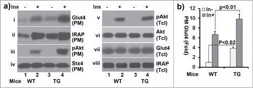 Figure 4. Subcellular fractionation assays of adipocytes from wildtype and ClipR-59 transgenic mice. (a) Adipocytes were prepared from epididymal pads from either wildtype or ClipR-59 transgenic mice. Then, the adipocytes were treated with or without 10nM insulin and plasma membrane were prepared as described in Methods and Materials. The plasma membrane fractions were analyzed in Western Blot with Anti-Glut4, anti-IRAP, anti-phospho-Akt, anti-Akt and anti-syntaxin 4 (stx4) antibodies, respective as indicated. PM: plasma membrane. Tcl: total cell lystates. (b) Quantification of Glut4 membrane translocation in (a). The Glut4 levels in PM in wildtype adipocytes without insulin simulation were set as 1 after normalized to the levels of syntaxin 4 on PM. Bar graphs show means ± STDV, n = 3.