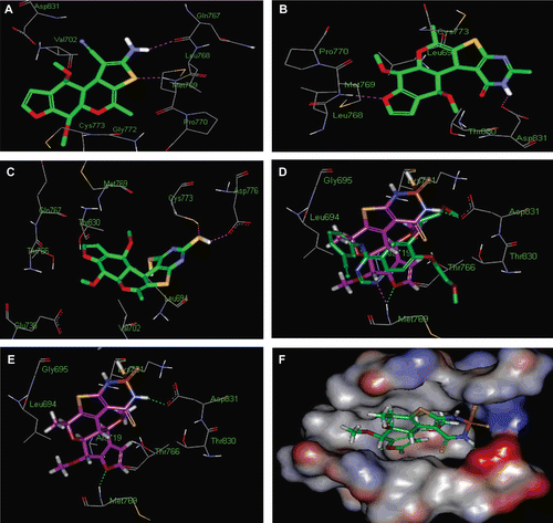 Figure 5.  2(A), 5(B) and 4(C): the proposed binding mode of Molecular docking modelling of compounds 2(A), 4(C), 5(B) and 3(E,F) with EGFR kinase: for clarity, only interacting residues are displayed in the ATP binding site of EGFR resulting from docking respectively. The most important amino acids are shown together with their respective numbers. Compound 5 form three hydrogen bonds one acceptors with N-H group of Met769 and two donors one with carboxylate oxygen of Asp 331 and one of the carbonyl oxygen of Lys 721. (D): Alignment of docked compound 5 (purple colour) and erlotinib (green colour) in the ATP binding site of EGFR, shows amino acids in contact in the same position. The H-bond is displayed as line. Compound 5 is nicely bound to the EGFR kinase with its N–H group project toward the side chain carbonyl group of D831 (Asp831), forming a more optimal H-bond interaction. Also, the oxygen atom of the methoxy group of compound C5 forms hydrogen bond with G697 (Gly695).