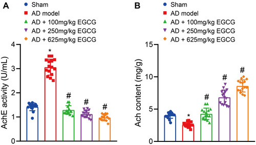 Figure 6 EGCG reduces AchE activity but elevates Ach content in AD rats. Sham-operated rats were used as controls, whereas AD rats were untreated or treated with 100 mg/kg EGCG, 250 mg/kg EGCG and 625 mg/kg EGCG. (A) AchE activity in rats. (B) Ach content in rats. *p < 0.05 vs sham-operated rats, #p < 0.05 vs AD rats. Data among multiple groups were checked by one-way ANOVA with Tukey’s post hoc test, n = 15.
