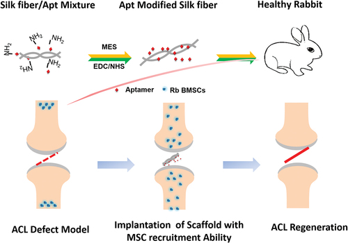 Figure 1. Study design and experimental scheme for the aptamer-functionalized silk ligamentThe carboxyl groups of silk fibers were activated by adding 1-ethyl-3-(3-dimethylaminopropyl) carbodiimide hydrochloride and N-hydroxysuccinimide. The aptamer-functionalized silk fibers was prepared by conjugation of amino-modified aptamer 19s in phosphate buffer solution solution. Fibers with linear density of 1000 D which consisted of three silk fiber bundles were used to fabricate silk ligaments. EDC, 1-ethyl-3-[3-dimethylaminopropyl] carbodiimide hydrochloride; MES, morpholinoethanesulfonic acid; NHS, N-hydroxysuccinimide; Rb BMSCs, rabbit bone marrow mesenchymal stem cells.